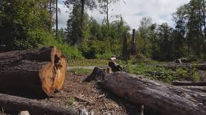 Best Firewood Processing and Delivery  in Washington, UT