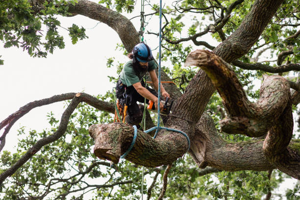 Best Root Management and Removal  in Washington, UT