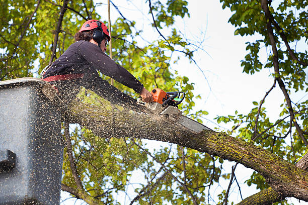 Best Stump Grinding and Removal  in Washington, UT