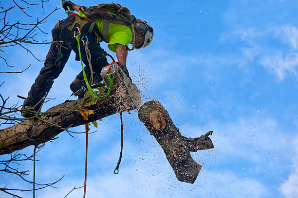 Best Tree Removal  in Washington, UT